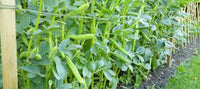 Weiß Bean Planting Samen for Your Garden