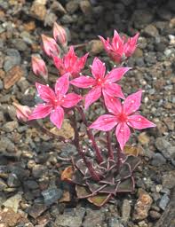 Graptopetalum Bellum Blumensamen zur Aussaat – Drought verträglich – Traditionssorte & ohne Gentechnik Samen Hausgarten