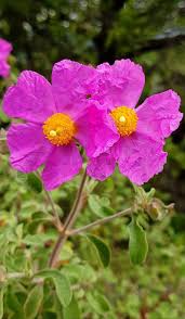 Cistus Creticus (Rockrose) Blumensamen zur Aussaat – ideal Rabatten – Traditionssorte & ohne Gentechnik Samen Hausgarten