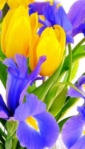 Blau Gelb Tulpe Blumensamen zur Aussaat farbenfroh Schau Traditionssorte & ohne Gentechnik Samen Hausgarten