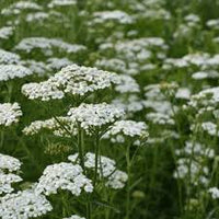 Achillea Millefolium Blumensamen zur Aussaat farbenfroh Schau Traditionssorte & ohne Gentechnik Samen Hausgarten