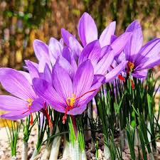 Mini Violett dunkel Rot Blumensamen zur Aussaat – selten Sorte