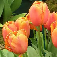 Orange Tulpe Blumensamen Halbschatten verträglich Traditionssorte & ohne Gentechnik Samen Hausgarten