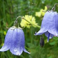 Blau Bell Orchidee Blumensamen zur Aussaat – Traditionssorte ohne Gentechnik duftend biologisch Garten Samen Keimung