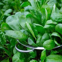 Green Scabra Gemüse Planting Samen - Grow Fresh Greens