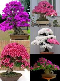 Multi Simsii Bonsai Samen zur Aussaat pflegeleicht Traditionssorte & ohne Gentechnik Samen Hausgarten
