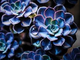 Blau Lila Succulent Blumensamen – lang Blüte Saison Traditionssorte & ohne Gentechnik Samen Hausgarten