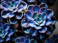 Blau Lila Succulent Blumensamen – lang Blüte Saison Traditionssorte & ohne Gentechnik Samen Hausgarten