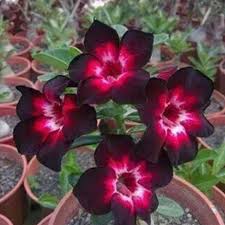 Rot Schwarz Wüstenrose Blumensamen – Bestäuber freundlich Traditionssorte & ohne Gentechnik Samen Hausgarten