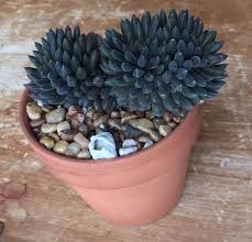 Schwarz Succulent Blumensamen Drought verträglich Traditionssorte & ohne Gentechnik Samen Hausgarten