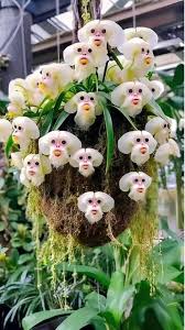 klein Face Orchidee Blumensamen zur Aussaat – ideal Rabatten – Traditionssorte & ohne Gentechnik Samen Hausgarten