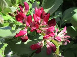 Dicke Bohnen Red Epicure Samen