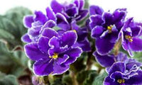 Veilchen Rot Blau Blumensamen zur Aussaat – hochwertige Qualitäts- – Traditionssorte & ohne Gentechnik Samen Hausgarten