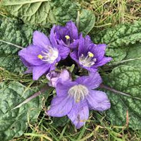 Mandragora Blumensamen zur Aussaat – sonnenliebend – Traditionssorte & ohne Gentechnik Samen Hausgarten