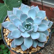 Blau Echeveria Subsessilis Blumensamen zur Aussaat – sonnenliebend – Traditionssorte & ohne Gentechnik Samen Hausgarten