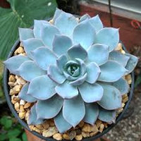 Blau Echeveria Subsessilis Blumensamen zur Aussaat – sonnenliebend – Traditionssorte & ohne Gentechnik Samen Hausgarten