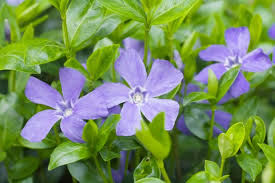 Immergrün Minor Blumensamen zur Aussaat – ideal Rabatten – Traditionssorte & ohne Gentechnik Samen Hausgarten