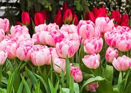Weiß Rosa Tulpe Blumensamen zur Aussaat sonnenliebend Traditionssorte & ohne Gentechnik Samen Hausgarten