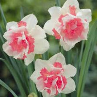 Gemischt Rosa Narzisse Samen zur Aussaat Landhaus Garten wichtig Traditionssorte & ohne Gentechnik Samen Hausgarten