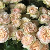 Creme Rose Blumensamen zur Aussaat Garten beliebt Traditionssorte & ohne Gentechnik Samen Hausgarten