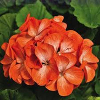 Orange Geranie Zonal Blumensamen zur Aussaat – sonnenliebend – Traditionssorte & ohne Gentechnik Samen Hausgarten