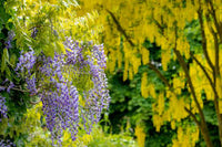 Blauregen Vine Blumensamen zur Aussaat – robust Sorte – Traditionssorte & ohne Gentechnik Samen Hausgarten