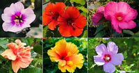 MultiColored Hibiskus Blumensamen zur Aussaat sonnenliebend Traditionssorte & ohne Gentechnik Samen Hausgarten