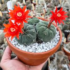 Rot Matucana Blumensamen zur Aussaat – Landhaus Garten wichtig – Traditionssorte & ohne Gentechnik Samen Hausgarten