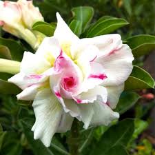 Weiß Wüstenrose Blumensamen zur Aussaat – farbenfroh Schau – Traditionssorte & ohne Gentechnik Samen Hausgarten