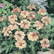 Eisenkraut Peaches und Creme mehrjährige Blumensamen Soft – elegant Blüten Garten