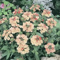 Eisenkraut Peaches und Creme mehrjährige Blumensamen Soft – elegant Blüten Garten