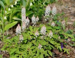 Weiß Tiarella Foam Blumensamen zur Aussaat – kompakt Wuchs – Traditionssorte & ohne Gentechnik Samen Hausgarten