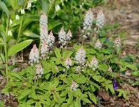 Weiß Tiarella Foam Blumensamen zur Aussaat – kompakt Wuchs – Traditionssorte & ohne Gentechnik Samen Hausgarten