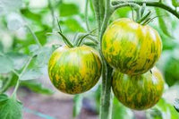 Green Zebra Tomate Samen zum Pflanzen  Traditionell Gemüse Garden Samen