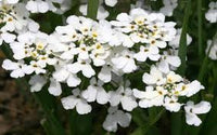 Schleifenblume Samen Iberis