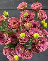 Rosanne 3 Braun Pelleted Lisianthus Blumen Samen zur Aussaat Traditionssorte und ohne Gentechnik Samen Hausgarten