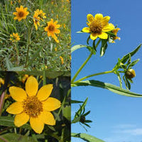Bidens Cernua Blumensamen zur Aussaat Schnitt Blume beliebt Traditionssorte & ohne Gentechnik Samen Hausgarten