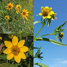 Bidens Cernua Blumensamen zur Aussaat Schnitt Blume beliebt Traditionssorte & ohne Gentechnik Samen Hausgarten