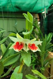 Grün Rot Dendrobium Blumensamen zur Aussaat – Halbschatten verträglich – Traditionssorte & ohne Gentechnik Samen Hausgarten