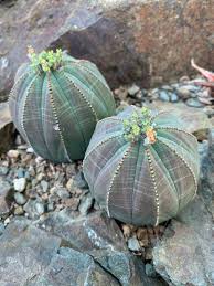 Grün Euphorbia Obesa Blumensamen zur Aussaat – ideal Rabatten – Traditionssorte & ohne Gentechnik Samen Hausgarten