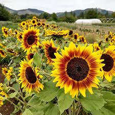 Branching sunflower for anpflanzung in blume bed