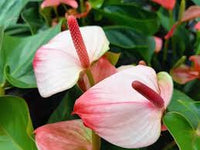 Rosa Himmelblau Flamingoblume Blumensamen zur Aussaat – Drought verträglich – Traditionssorte & ohne Gentechnik Samen Hausgarten