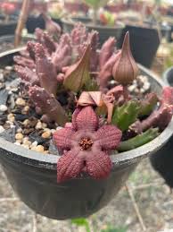Bordeaux Stapelia zur Aussaat duftend Blüten Traditionssorte & ohne Gentechnik Samen Hausgarten
