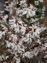 Weiß Forsythia – Abeliophyllum distichum Blumensamen zur Aussaat – Anzucht – Traditionssorte & ohne Gentechnik Samen Hausgarten
