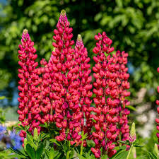 Rot Lupin Blumensamen zur Aussaat – Drought verträglich – Traditionssorte & ohne Gentechnik Samen Hausgarten