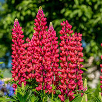 Rot Lupin Blumensamen zur Aussaat – Drought verträglich – Traditionssorte & ohne Gentechnik Samen Hausgarten