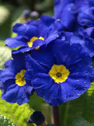 hell Blau Primel Herbst Blumensamen zur Aussaat ideal Rabatten Traditionssorte & ohne Gentechnik Samen Hausgarten
