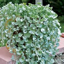Silver Dichondra Blumensamen zur Aussaat – duftend Blüten – Traditionssorte & ohne Gentechnik Samen Hausgarten