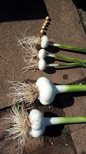 Ajo de porcelana blanco, semillas de hortaliza para plantar, una adición única al jardín
