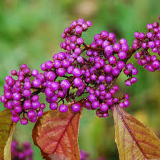 Violett Callicarpa Blumensamen zur Aussaat – robust Sorte – Traditionssorte & ohne Gentechnik Samen Hausgarten